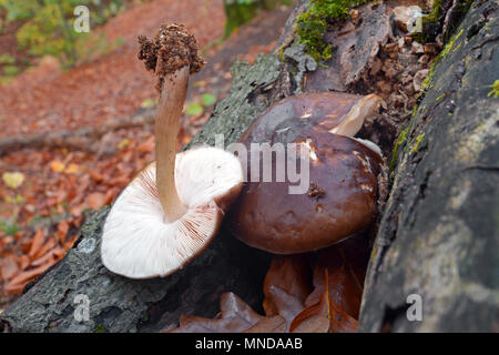 Pluteo cervinus, comunemente noto come il cervo shield Foto Stock