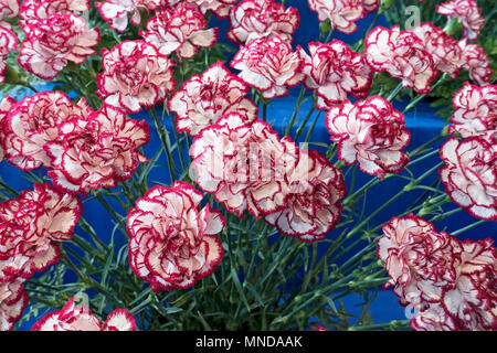 Primo piano di garofani rossi e bianchi fiori Garofano fiore Inghilterra Regno Unito GB Gran Bretagna Foto Stock