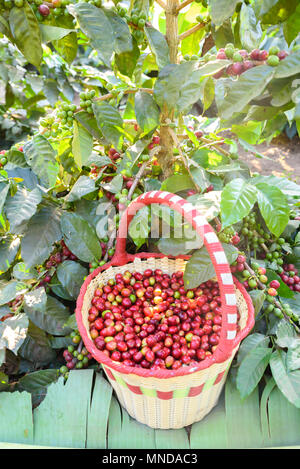 I chicchi di caffè su albero - prelevare con un cesto di chicchi di caffè nel tempo del raccolto Foto Stock