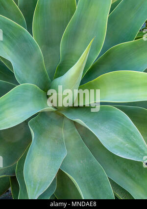 Ampia lasciava Agave attenuata impianto nel giardino di una casa a La Gomera nelle isole Canarie Foto Stock