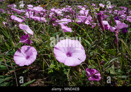 Rosa di trombe di Malva Centinodia Convolvulus althaeoides cresce a 1000m nelle Highlands di La Gomera nelle isole Canarie Foto Stock
