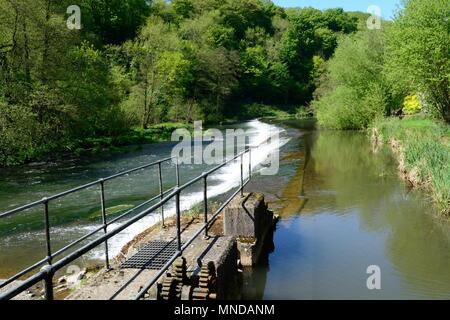 Weir sul fiume teme un grado 2 edificio medievale probabilmente in origine Ludlow Shropshire England Regno Unito Foto Stock