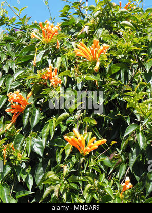 Giallo arancio fiori caprifoglio Lonicera salendo su un giardino hedge a La Gomera nelle isole Canarie Foto Stock