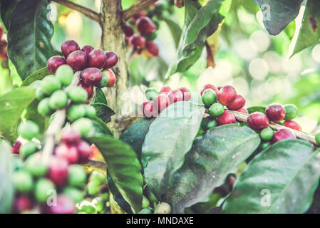 Red i chicchi di caffè sulla tree - mature e maturare i chicchi di caffè nel tempo del raccolto Foto Stock