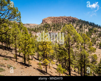 Bosco rado di pini Canarie parte della Corona Forestal attorno alla superficie orlo del cratere del Monte Teide Tenerife nelle isole Canarie Foto Stock