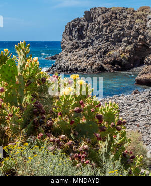 Fiore giallo ficodindia cactus Opuntia stricta dillenii crescente sul litorale roccioso meridionale di Tenerife nelle isole Canarie Foto Stock