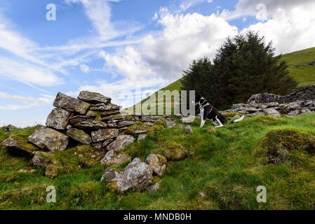 Un Border Collie sheepdog in guardia su una montagna di gallese in Nantyglo Galles del Sud Foto Stock