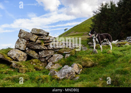 Un Border Collie sheepdog in guardia su una montagna di gallese in Nantyglo Galles del Sud Foto Stock