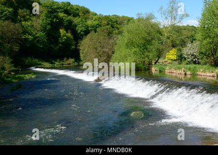 Weir sul fiume teme un grado 2 edificio medievale probabilmente in origine Ludlow Shropshire England Regno Unito Foto Stock