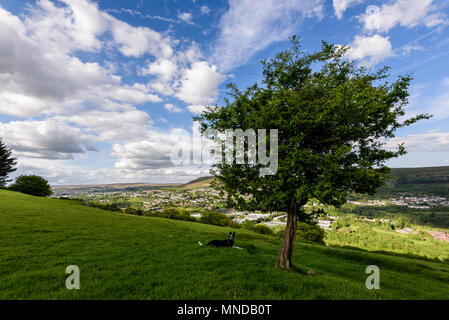 Un Border Collie sheepdog in guardia su una montagna di gallese in Nantyglo Galles del Sud Foto Stock