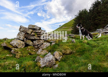 Un Border Collie sheepdog in guardia su una montagna di gallese in Nantyglo Galles del Sud Foto Stock