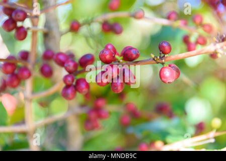 Red i chicchi di caffè sulla tree - mature e maturare i chicchi di caffè nel tempo del raccolto Foto Stock