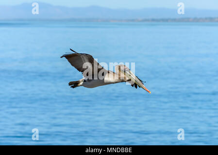 Pelican in volo - un pellicano bruno volare oltre oceano blu a La Jolla Cove, San Diego, California, Stati Uniti d'America. Foto Stock