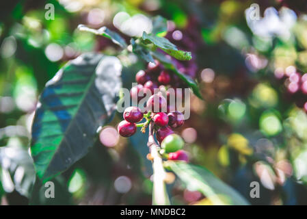 Red i chicchi di caffè sulla tree - mature e maturare i chicchi di caffè nel tempo del raccolto Foto Stock