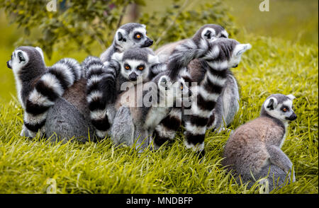 Gruppo anello di coda di lemuri raggomitolati insieme con i giovani Foto Stock