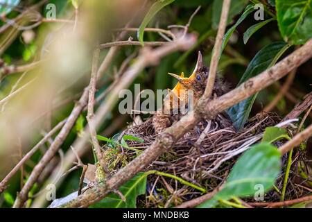 Coppia di baby merli nel nido con becchi wide open Foto Stock