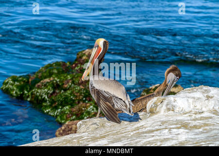 Pelican a precipizio sul mare - Due pellicani marroni, un adulto in variopinto piumaggio di allevamento e un bambino in marrone e grigio, in appoggio su di una scogliera sul mare. Foto Stock