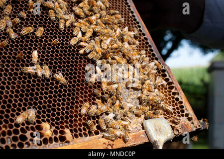Bee keeper detiene un alveari trama per ispezione. Foto Stock