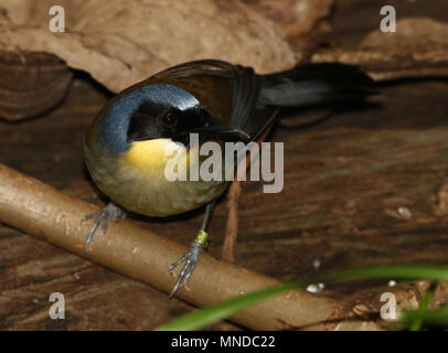 Blu cinesi-incoronato laughingthrush a.k.a. Courtois's laughingbird (Garrulax courtoisi, Dryonastes courtoisi) in primo piano Foto Stock