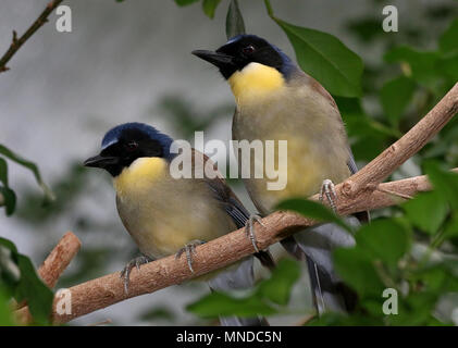 Coppia di cinesi Blu-incoronato laughingthrushes a.k.a. Courtois's laughingbird (Garrulax courtoisi, Dryonastes courtoisi) in primo piano Foto Stock