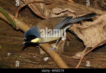 Blu cinesi-incoronato laughingthrush a.k.a. Courtois's laughingbird (Garrulax courtoisi, Dryonastes courtoisi) in primo piano Foto Stock