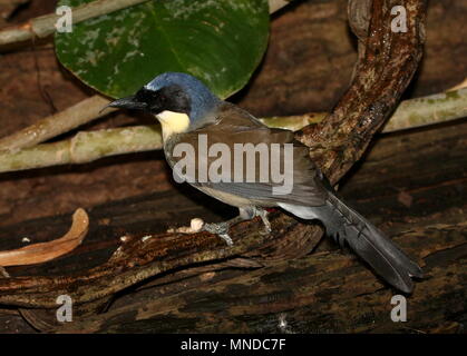 Blu cinesi-incoronato laughingthrush a.k.a. Courtois's laughingbird (Garrulax courtoisi, Dryonastes courtoisi) in primo piano Foto Stock