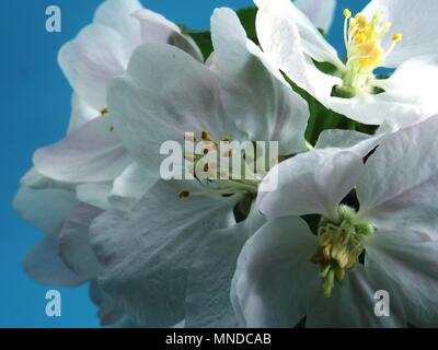 Melo fiorisce. Petali di colore bianco del aperto boccioli di fiori. Close up. Foto Stock