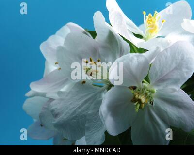 Melo fiorisce. Petali di colore bianco del aperto boccioli di fiori. Close up. Foto Stock