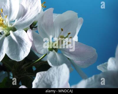 Melo fiorisce. Petali di colore bianco del aperto boccioli di fiori. Close up. Foto Stock