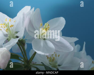 Melo fiorisce. Petali di colore bianco del aperto boccioli di fiori. Close up. Foto Stock