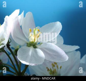 Melo fiorisce. Petali di colore bianco del aperto boccioli di fiori. Close up. Foto Stock