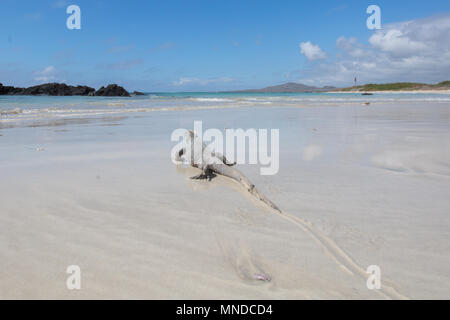 Galapagos igauana marina Amblyrhynchus cristatus nuotare nell'oceano sull isola di Isabela Foto Stock