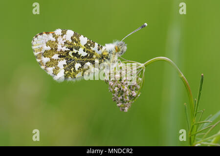 Arancione farfalla punta maschio (Anthocharis cardamines) con ante chiuse appollaiato sulla pianta. Tipperary, Irlanda Foto Stock