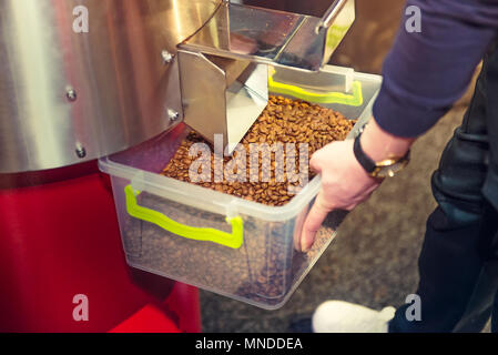 I chicchi di caffè dopo il processo di tostatura in macchina professionale. Tipo di tamburo tostatore. Processo di Rosting di caffè. Barista ottenendo i chicchi di caffè nel contenitore. Foto Stock