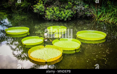 Kanapaha Botanical Gardens a Gainesville Florida Foto Stock