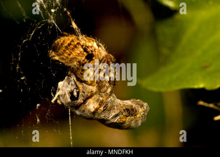 Giardino Spider o Croce Spider (Araneus diadematus) con la preda - Il miele delle api (con polen sacchi visibile) avvolto in seta. Regno Unito, Kent, Settembre Foto Stock