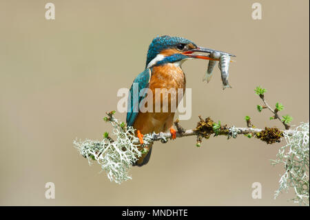 Una femmina di Kingfisher (Alcedo atthis) appollaiato su un ramo dopo la cattura di due pesci in una immersione su un fiume nel Regno Unito Foto Stock