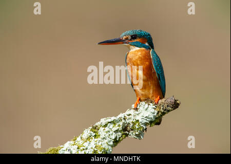 Una femmina di Kingfisher (Alcedo atthis) appollaiato su un ramo di un fiume nel Regno Unito Foto Stock