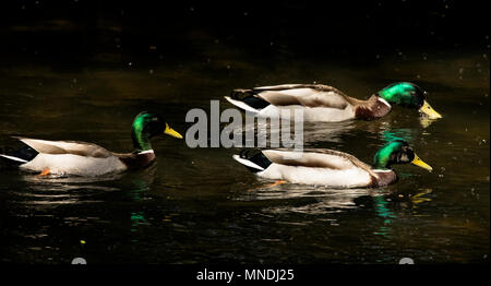 Tre le anatre bastarde - Anas platyrhynchos Foto Stock