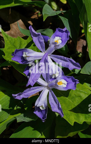 Iris cristata noto come dwarf crested iris in fiore. Si tratta di un rhizomatous pianta perenne endemico USA orientale. Foto Stock