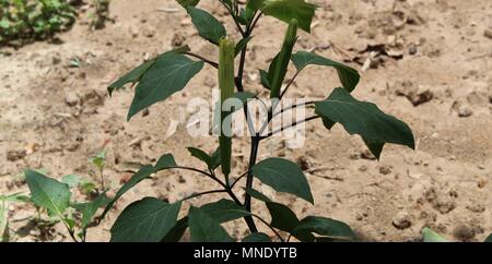 Primo piano di Datura innoxia e fiore bianco in inverno. Foto Stock