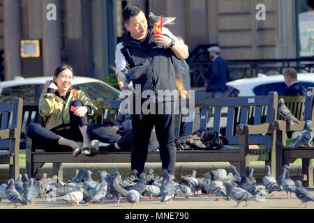 Glasgow, Scotland, Regno Unito 16 maggio.UK Meteo: alimentazione piccioni tempo soleggiato sopra la città ha portato la gente del posto e i turisti nelle strade per rubinetti aff meteo. Late Night sun adoratori in George Square nel cuore della citta'.. Credito: gerard ferry/Alamy Live News Foto Stock