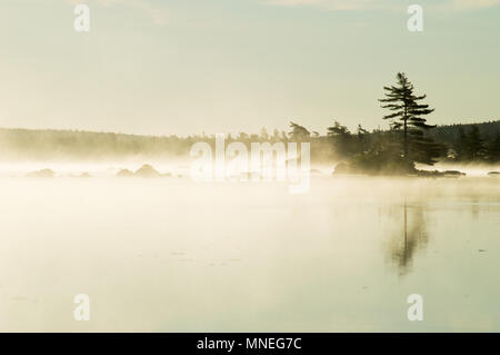 Foschia mattutina sul lago Scraggy Foto Stock