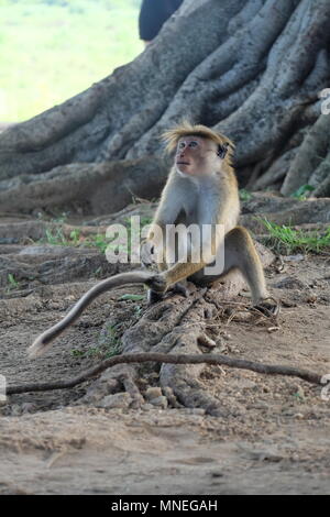 Monkey (Donald Trump lookalike!) nel Udawalawe parco nazionale dello Sri Lanka Foto Stock