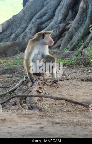 Monkey (Donald Trump lookalike!) nel Udawalawe parco nazionale dello Sri Lanka Foto Stock