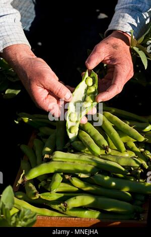 Un agricoltore che detiene appena raccolto fave Foto Stock