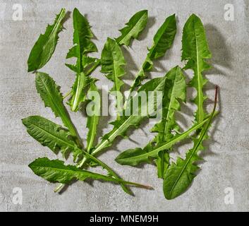 Di foglie fresche di dente di leone in pietra grigia superficie Foto Stock