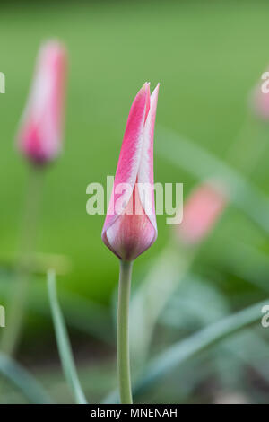 Tulipa menta piperita stick. Signora Tulip Foto Stock