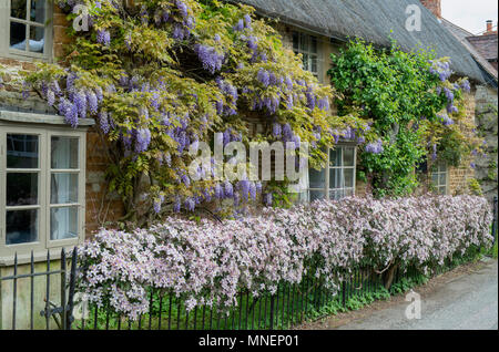 Il Glicine floribunda. Il glicine giapponese e clematis a fioritura primaverile sulla parte esterna di un cottage con tetto di paglia. Heyford inferiore. Oxfordshire, Inghilterra Foto Stock