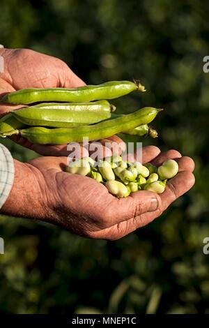 Un agricoltore che detiene appena raccolto fave Foto Stock